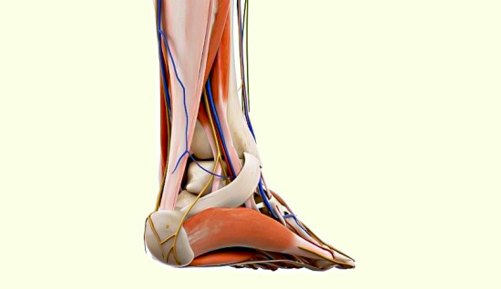 Tendon Transferi